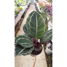 Calathea Roseopicta 'dottie' 12 cm pot