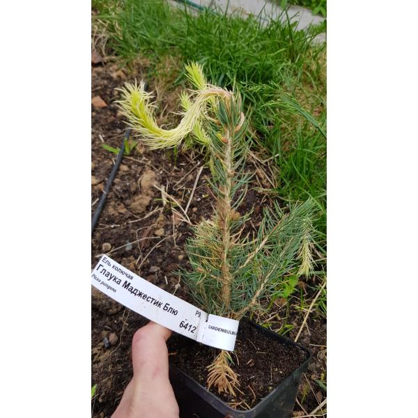 Ель колючая Глаука Маджестик Блю / Picea pungens Glauca Majestic Blue