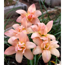 Zephyranthes Paradee