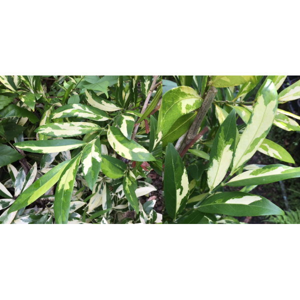 Suregada multiflorum (yellow leaf)