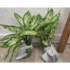 Аглаонема Рич номер 6. / Aglaonema Rich no.6 A-70