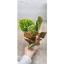 Codiaeum  A10 Chai ya sen