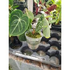 Anthurium Clarinervium milki
