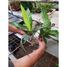 Anthurium Black Dragon 132/1