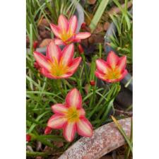 Zephyranthes Small hybrid