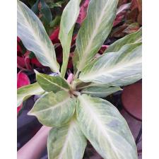 Aglaonema P-22 Sirikanchana