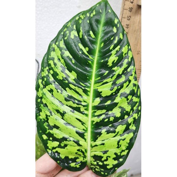Dieffenbachia hybrid reflector (S)