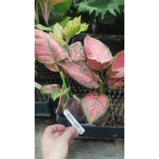 Aglaonema valentine 55