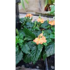 Crossandra Infundib. 'fortuna' 9 сm pot