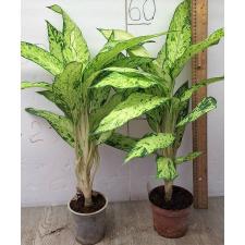 Диффенбахия Стар брайт / Dieffenbachia sp star bright