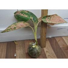 Аглаонема Пинки Банана / Aglaonema Pinky Banana A-48