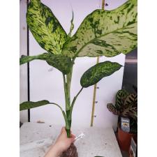 Dieffenbachia Siri Mongkol 304
