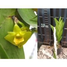 Дендродиум кейтии / Den.keithii