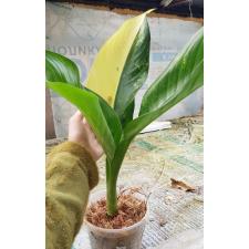 dieffenbachia sp Yellow variegated N9 по 3500p