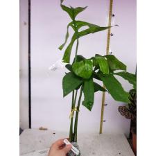 Epipremnum sp.(T04) Giant leaf 342/1