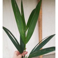 Cyrtostachys renda palm 99