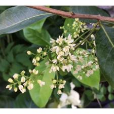 Chionanthus ramiflorus 155