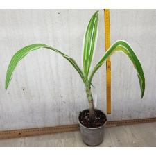 Crinum asiaticum albomarginata 159