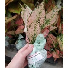 Aglaonema S1 New hybrid-1