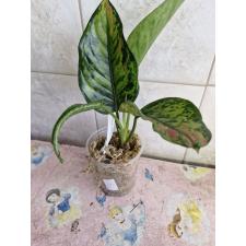 Aglaonema sp 1 - 500р