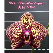 Phal. I-Hsin Yellow Leopard 2.5" B36 octob