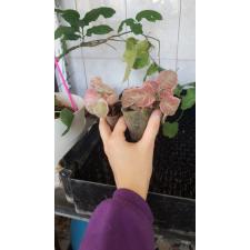 Episcia 'Pink Smoke' pot