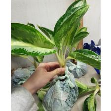 Aglaonema P-7 (XL) Banana wealthy