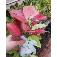 Aglaonema T13 Super Red