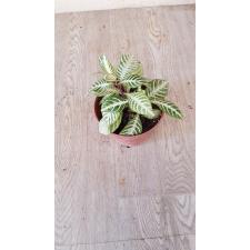 Aphelandra White Wash pot