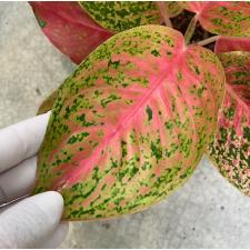 Aglaonema Kwak Sub (pink form) 48/1