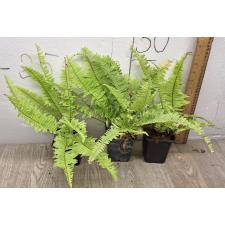 Nephrolepis exaltata cv. Vintage Lace (Golden) (S)