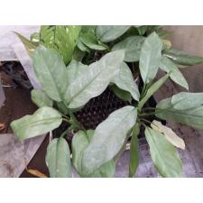 Aglaonema Ngern Tem Baan 33