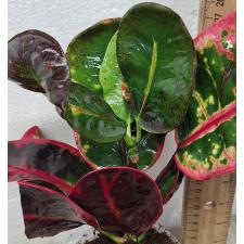 Кодиеум Чок у дом сап / Codiaeum A41 Choke u dom sap