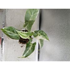 Syngonium (T25) Dwarf  variegated