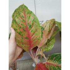 Aglaonema Laksub red A-140