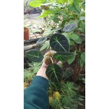 Alocasia Black Velvet  pot 550p