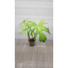 Philodendron-sp 990р