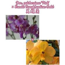 Доритис пульчеррима «Розовая» × Ванда «Бангкунтян Голд». / Dor. pulcherrima 'Pink' x Vanda Bangkhuntian Gold