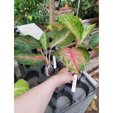 Aglaonema Lion (green form 