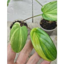 Drimiopsis maculata variegata (S)