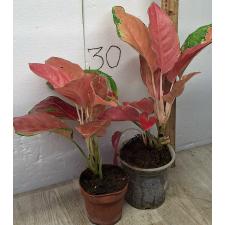 Аглаонема Оранж Вельвет / Aglaonema Orange Velvet pot
