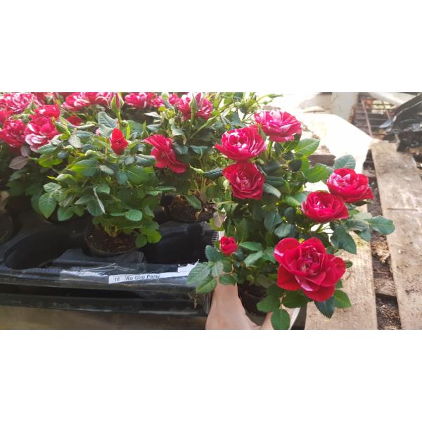 Rosa Gigi Party 7 cm pot