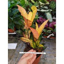 Codiaeum Var. Kl 'mrs Iceton' в 17 см горшке