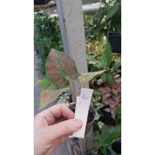 Caladium 30