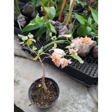 bougainvillea double orange pot