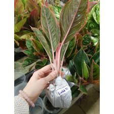 Aglaonema Lipstick thai