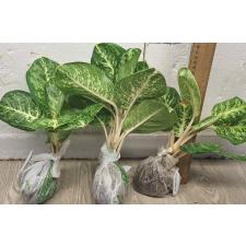 Аглаонема Сиам Компакт / Aglaonema A-106 Siam Compact