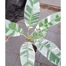 Варегатный банан (Белая варегатность) / Musa variegated (White variegated)