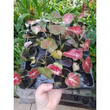Caladium P6