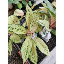 Aglaonema Lucky A-54